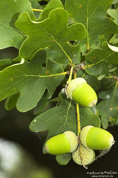 Stieleiche, Quercus robur, Eicheln und Blätter, Mütitz-Nationalpark, Mecklenburger Seen, Deutschland