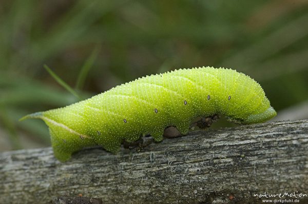 Abendpfauenauge, Smerinthus ocellata, Sphingidae, Raupe auf Totholz, Müritz Nationalpark, Mecklenburger Seen, Deutschland