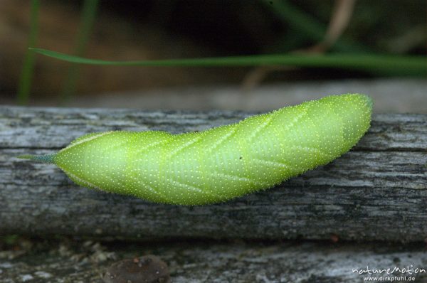 Abendpfauenauge, Smerinthus ocellata, Sphingidae, Raupe auf Totholz, Müritz Nationalpark, Mecklenburger Seen, Deutschland