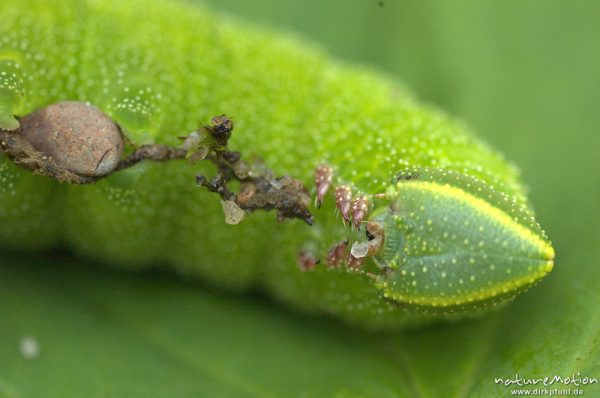 Abendpfauenauge, Smerinthus ocellata, Sphingidae, Raupe auf Totholz, Müritz Nationalpark, Mecklenburger Seen, Deutschland