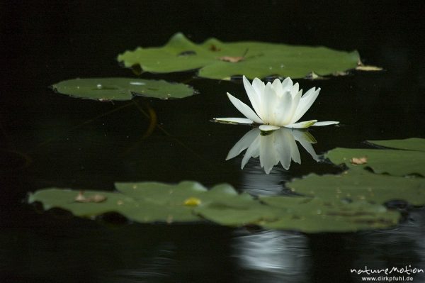 Seerose, Nymphaea alba, Blüte und Schwimmblätter, Kanal, Müritz-Nationalpark, Mecklenburger Seen, Deutschland