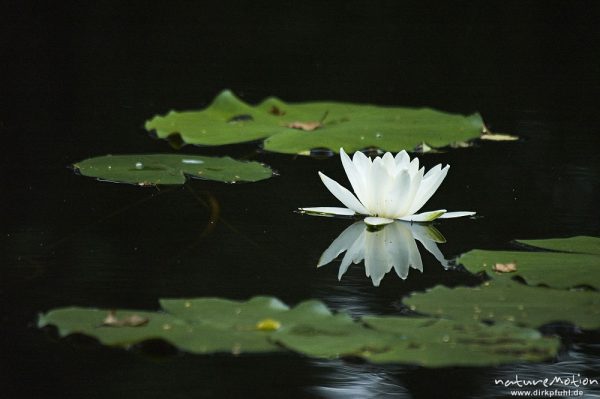 Seerose, Nymphaea alba, Blüte und Schwimmblätter, Kanal, Müritz-Nationalpark, Mecklenburger Seen, Deutschland