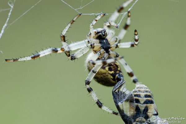 Vierfleckige kreuzspinne, Araneus quadratus, Weibchen im Netz mit frisch gefangener Beute, Müritz Nationalpark, Mecklenburger Seen, Deutschland