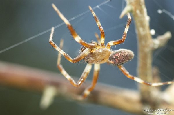 Vierfleckige kreuzspinne, Araneus quadratus, Männchen auf dem Weg zum Weibchen, Paarungsversuch, Müritz Nationalpark, Mecklenburger Seen, Deutschland