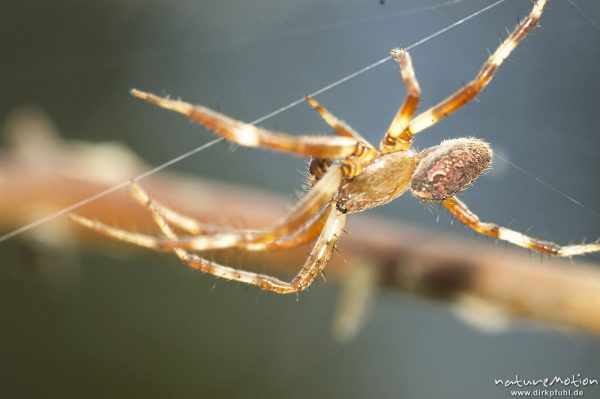 Vierfleckige kreuzspinne, Araneus quadratus, Männchen auf dem Weg zum Weibchen, Paarungsversuch, Müritz Nationalpark, Mecklenburger Seen, Deutschland