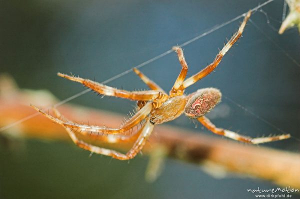 Vierfleckige kreuzspinne, Araneus quadratus, Männchen auf dem Weg zum Weibchen, Paarungsversuch, Müritz Nationalpark, Mecklenburger Seen, Deutschland