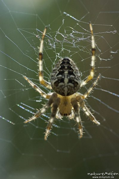 Vierfleckige kreuzspinne, Araneus quadratus, Weibchen im Netz, Müritz Nationalpark, Mecklenburger Seen, Deutschland