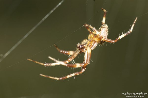 Vierfleckige kreuzspinne, Araneus quadratus, Männchen auf dem Weg zum Weibchen, Paarungsversuch, Müritz Nationalpark, Mecklenburger Seen, Deutschland