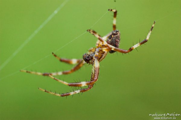 Vierfleckige kreuzspinne, Araneus quadratus, Männchen auf dem Weg zum Weibchen, Paarungsversuch, Müritz Nationalpark, Mecklenburger Seen, Deutschland