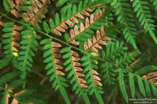 Adlerfarn, Pteridium aquilinum, Farnwedel mit Fiedern, Wald bei Zwenzow, Mecklenburger Seen, Deutschland