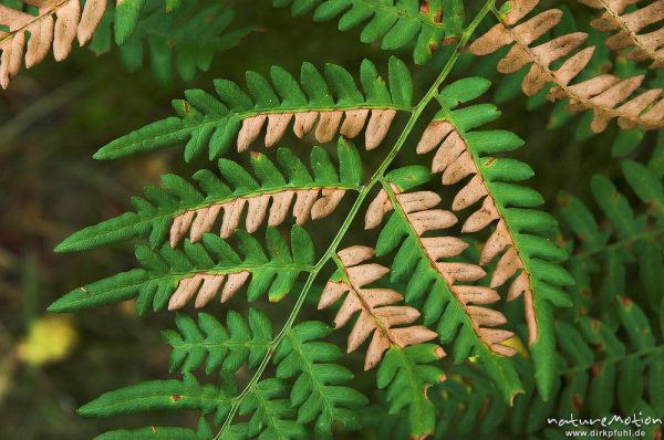 Adlerfarn, Pteridium aquilinum, Farnwedel mit Fiedern, Wald bei Zwenzow, Mecklenburger Seen, Deutschland