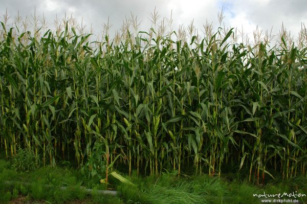 Mais, Zea mais, Pflanzenreihe am Feldrand, Proitzer Mühle, Wendland, Deutschland