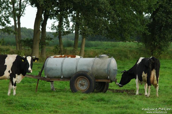 Kühe und Viehtränke, Proitzer Mühle, Wendland, Deutschland