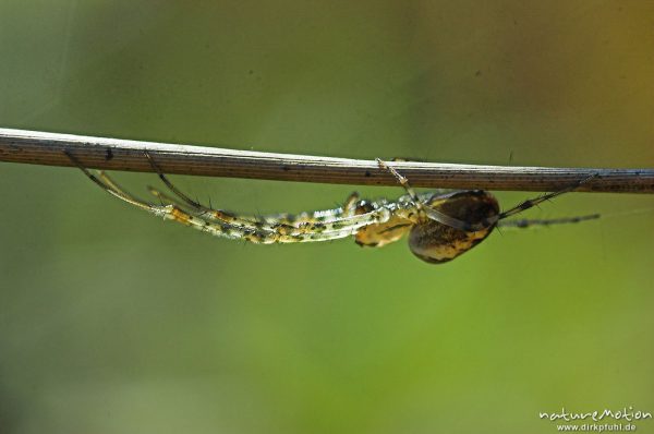 Streckerspinne, Tetragnathidae, Art ?, an trockenem Grashalm, Proitzer Mühle, Wendland, Deutschland