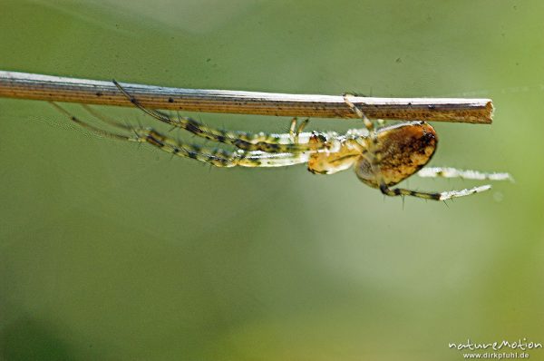 Streckerspinne, Tetragnathidae, Art ?, an trockenem Grashalm, Proitzer Mühle, Wendland, Deutschland