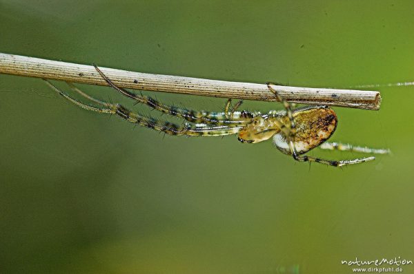 Streckerspinne, Tetragnathidae, Art ?, an trockenem Grashalm, Proitzer Mühle, Wendland, Deutschland