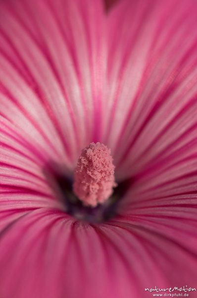 Malvenblüte mit Staubfäden, "Stämmchen", Göttingen, Deutschland