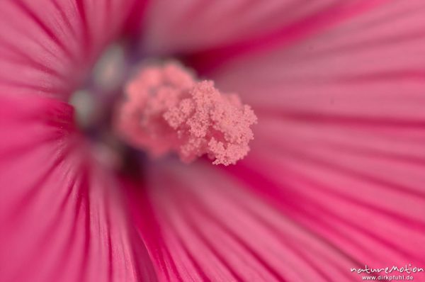 Malvenblüte mit Staubfäden, "Stämmchen", Göttingen, Deutschland