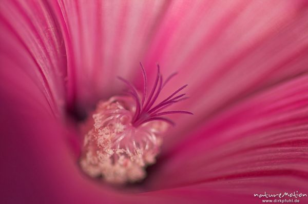 Malvenblüte mit Staubfäden, "Stämmchen", Göttingen, Deutschland