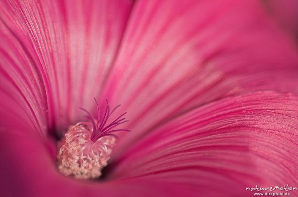 Malvenblüte mit Staubfäden, "Stämmchen", Göttingen, Deutschland