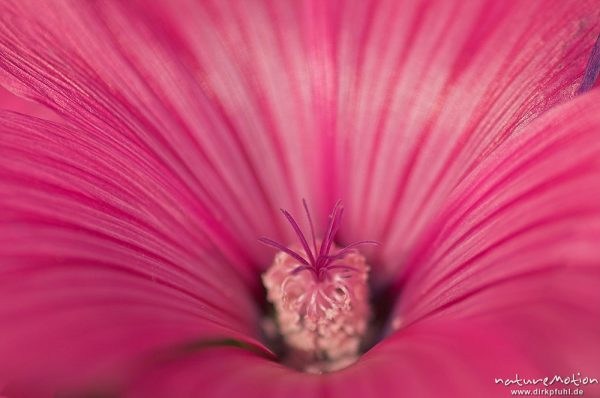 Malvenblüte mit Staubfäden, "Stämmchen", Göttingen, Deutschland