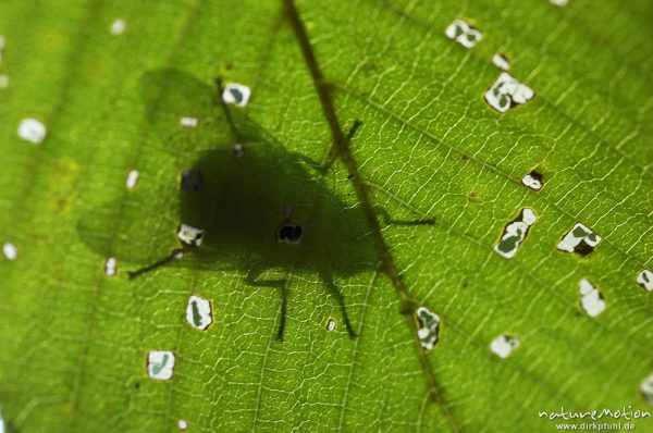 Fliege, Schatten auf Blattunterseite im Durchlicht, Niemetal, Deutschland