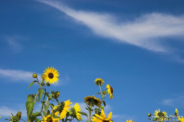 Sonnenblume, Helianthus annuus, Blüten vor blauem Himmel mit Zirrus-Wolken, Hoher Meißner, Deutschland