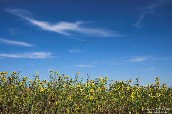 Sonnenblume, Helianthus annuus, Blüten vor blauem Himmel mit Zirrus-Wolken, Hoher Meißner, Deutschland