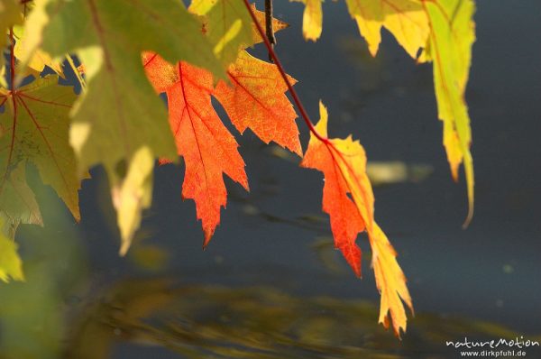 Ahorn, Blätter mit Herbstfärbung, im Hintergrund Wasseroberfläche, Kiessee, Göttingen, Deutschland