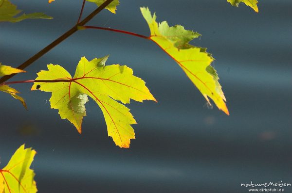 Ahorn, Blätter mit Herbstfärbung, im Hintergrund Wasseroberfläche, Kiessee, Göttingen, Deutschland