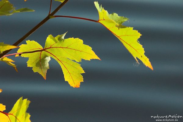 Ahorn, Blätter mit Herbstfärbung, im Hintergrund Wasseroberfläche, Kiessee, Göttingen, Deutschland