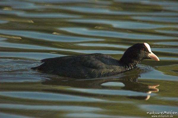 Blässralle, Blässhuhn, Fulica atra, schwimmend, Göttingen, Deutschland