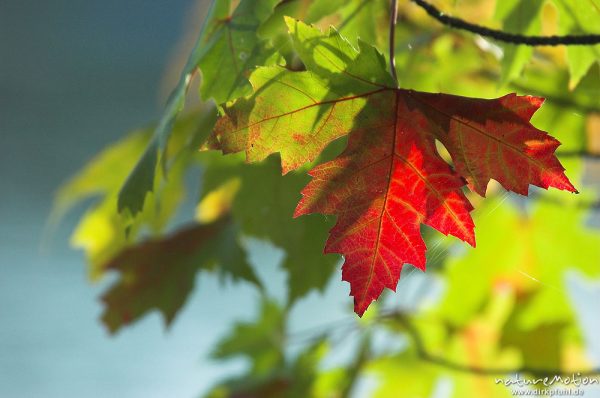 Ahorn, Blätter mit Herbstfärbung, im Hintergrund Wasseroberfläche, Kiessee, Göttingen, Deutschland