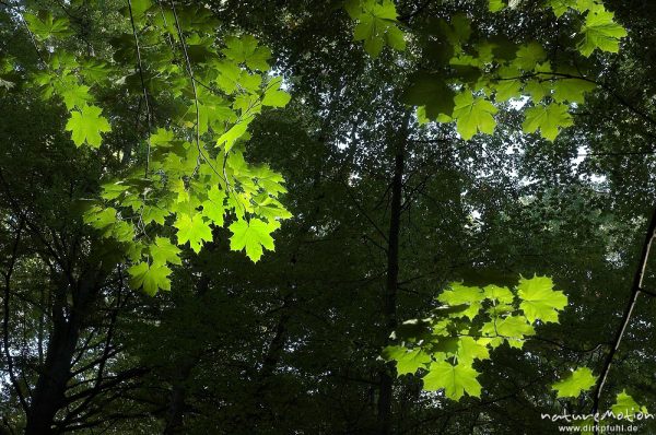 Spitzahorn, Acer platanoides, Blätter im Sonnenlicht, Göttinger Wald, Göttingen, Deutschland