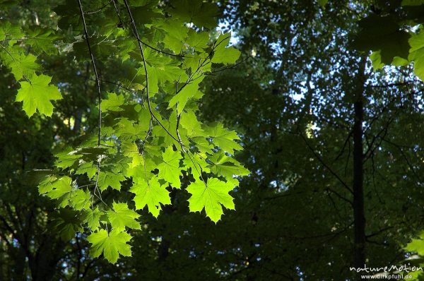 Spitzahorn, Acer platanoides, Blätter im Sonnenlicht, Göttinger Wald, Göttingen, Deutschland