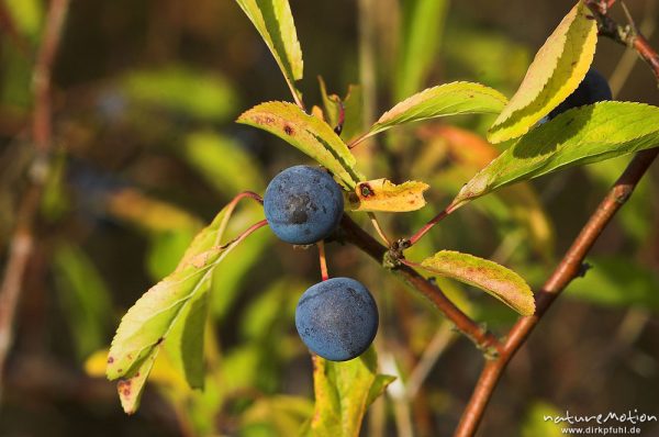 Schlehe, Schwarzdorn, Prunus spinosa, Rosaceae, Dorn, Früchte und Blätter, Hoher Hagen, Deutschland