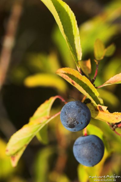 Schlehe, Schwarzdorn, Prunus spinosa, Rosaceae, Dorn, Früchte und Blätter, Hoher Hagen, Deutschland