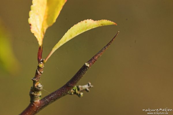 Schlehe, Schwarzdorn, Prunus spinosa, Rosaceae, Dorn, Früchte und Blätter, Hoher Hagen, Deutschland