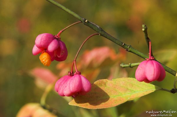 Pfaffenhütchen, Gewöhnlicher Spindelstrauch, Euonymus europaeus, Celastraceae, Früchte, Hoher Hagen, Deutschland