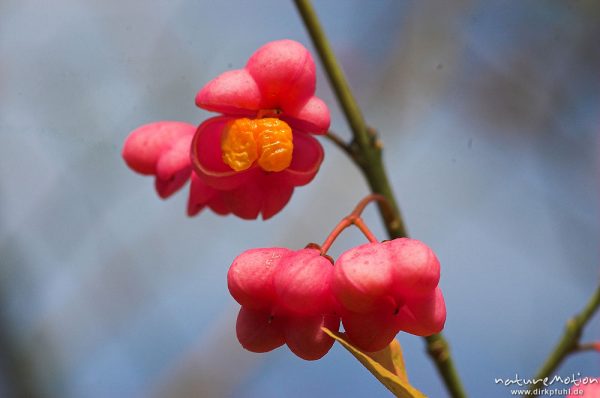 Pfaffenhütchen, Gewöhnlicher Spindelstrauch, Euonymus europaeus, Celastraceae, Früchte, Hoher Hagen, Deutschland