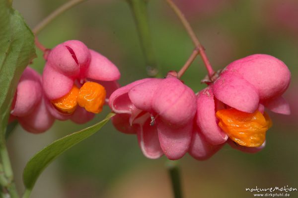 Pfaffenhütchen, Gewöhnlicher Spindelstrauch, Euonymus europaeus, Celastraceae, Früchte, Hoher Hagen, Deutschland