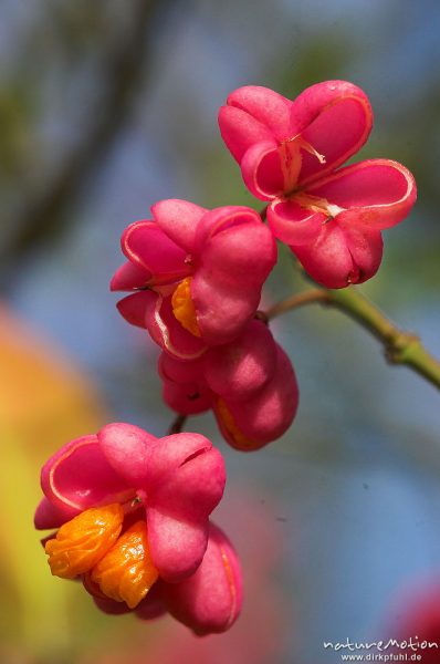 Pfaffenhütchen, Gewöhnlicher Spindelstrauch, Euonymus europaeus, Celastraceae, Früchte, Hoher Hagen, Deutschland