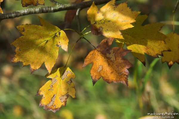 Zweigriffliger Weißdorn, Crataegus oxyacantha, Blätter mit Herbstfärbung, Hoher Hagen, Deutschland