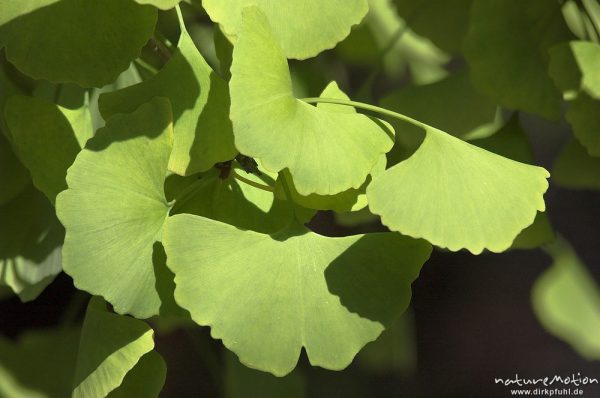 Ginkgo, Ginkgo biloba, Ginkgoaceae, Blätter mit Herbstfärbung, Göttingen, Deutschland