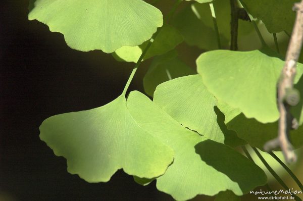 Ginkgo, Ginkgo biloba, Ginkgoaceae, Blätter mit Herbstfärbung, Göttingen, Deutschland