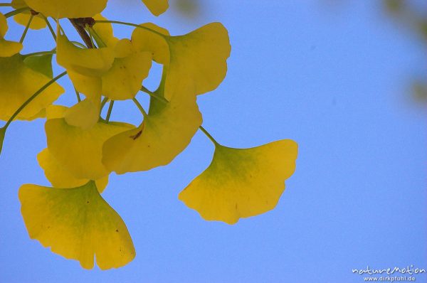 Ginkgo, Ginkgo biloba, Ginkgoaceae, Blätter mit Herbstfärbung, Göttingen, Deutschland