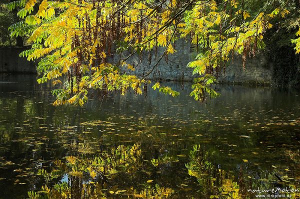 Robinie, Robinia pseudoacacia, Laub mit Herbstfärbung, Früchte, Teich im Sheltenham-Park, Göttingen, Deutschland