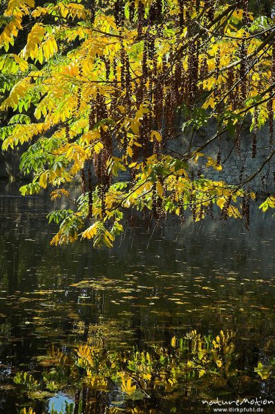 Robinie, Robinia pseudoacacia, Laub mit Herbstfärbung, Früchte, Teich im Sheltenham-Park, Göttingen, Deutschland