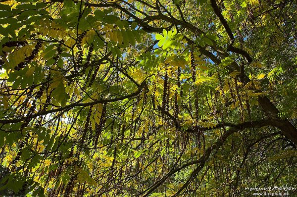 Robinie, Robinia pseudoacacia, Laub mit Herbstfärbung, Früchte, Teich im Sheltenham-Park, Göttingen, Deutschland