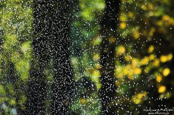 Wassertropfen, Fontäne, Teich im Sheltenham-Park, Göttingen, Deutschland